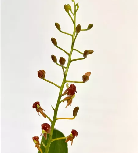 Liparis crenulata 