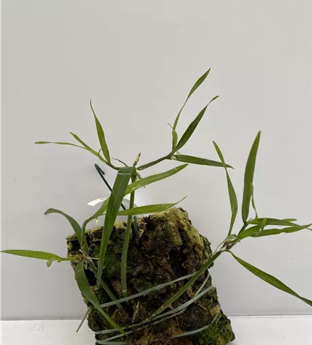 Scaphyglottis prolifera