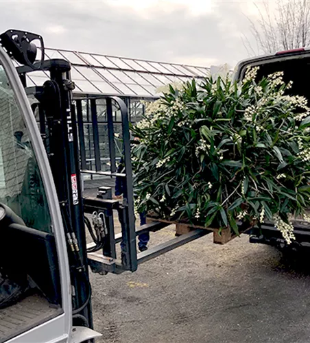 Dendrobium Delicatum