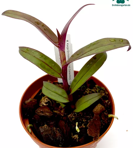 Epidendrum melanoporphyreum