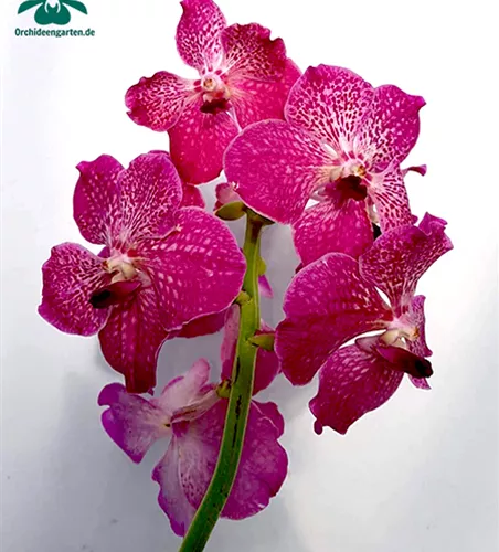 Vanda Hybride Pink