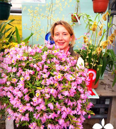 Dendrobium loddigesii