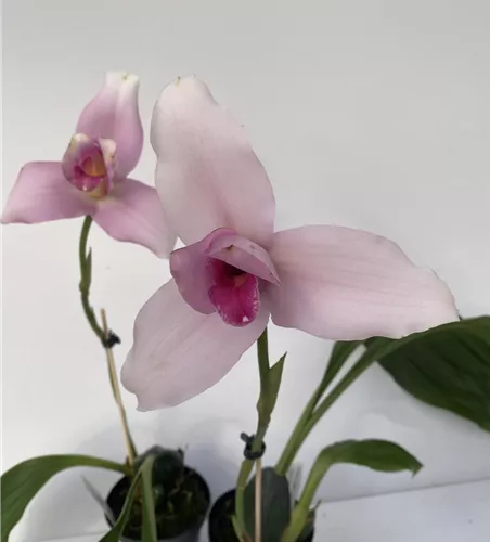 Lycaste skinneri 'Hanami' x Irodori 'Pink'