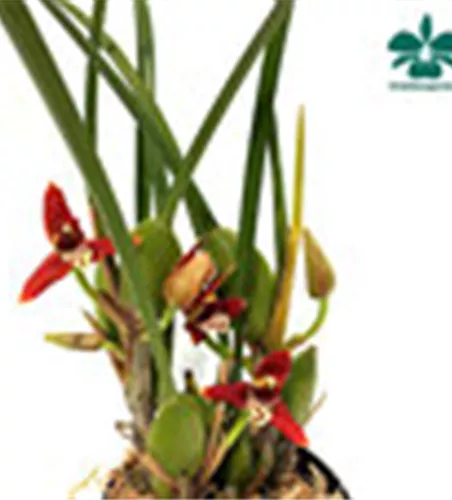 Maxillaria tenuifolia