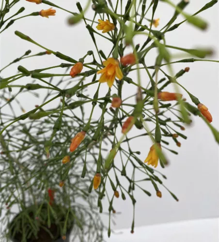 Hatiora salnicornioides