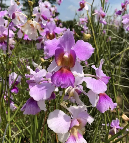 Vanda teres