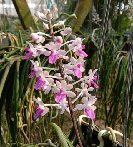 Seidenfadenia mitrata