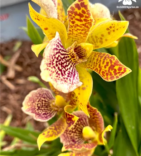Propetalum Hybride