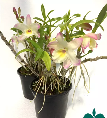 Dendrobium Lovely Virgin Angel