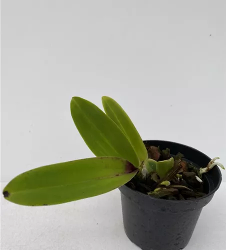 Rlc. Chonburi Gold #2