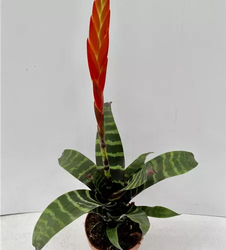 Vriesea splendens 