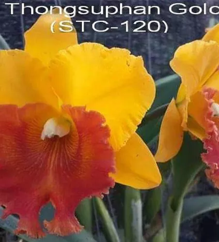 Rlc. Thongsuphan Gold #3