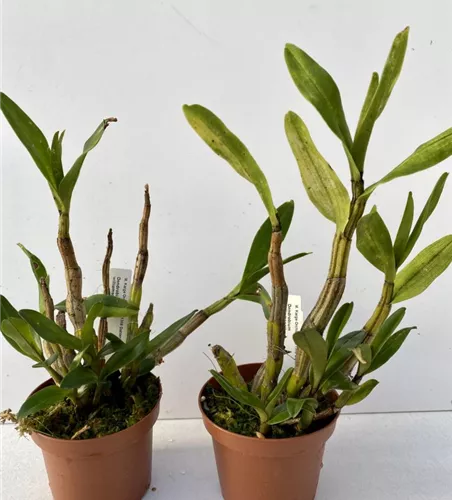 Dendrobium williamsonii