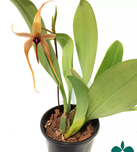 Bulbophyllum carunculatum
