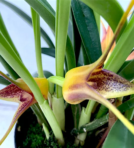 Masdevallia × measuresiana