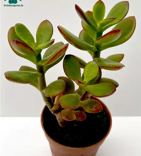 Crassula portulacea