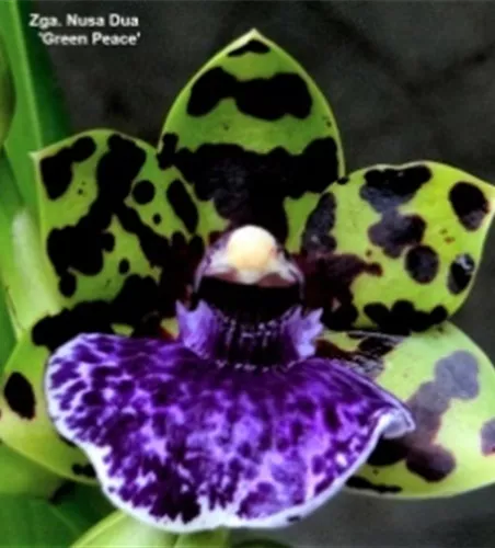Zygopetalum Hybride