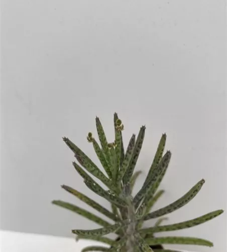 Kalanchoe delagoensis