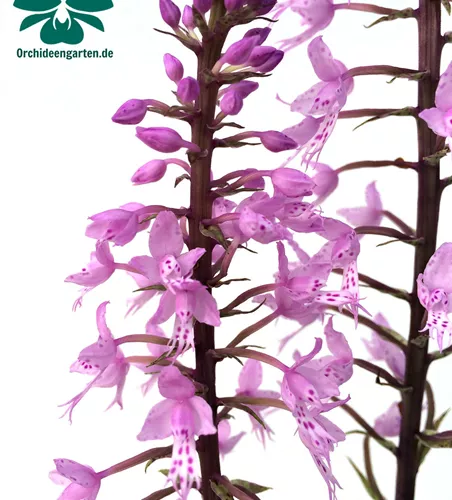 Stenoglottis longifolia
