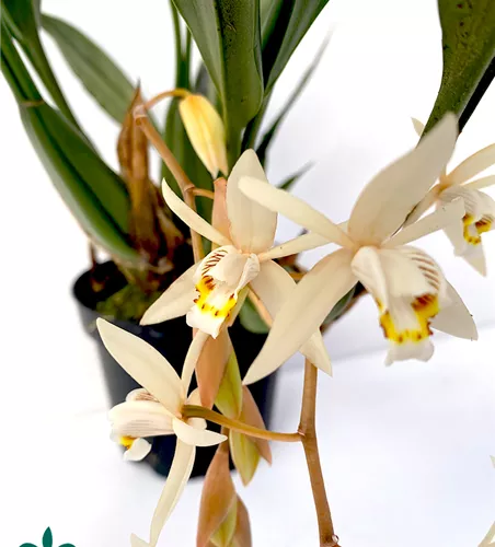 Coelogyne flaccida