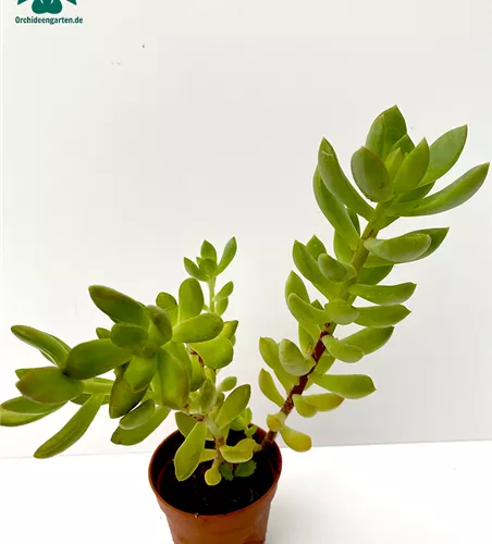 Crassula spec.