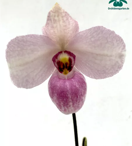 Paphiopedilum delenatii