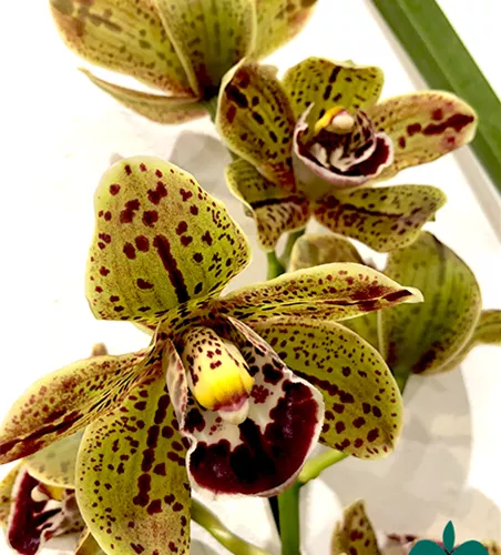Cymbidium Hariet Ishitani ‚ Joyce‘