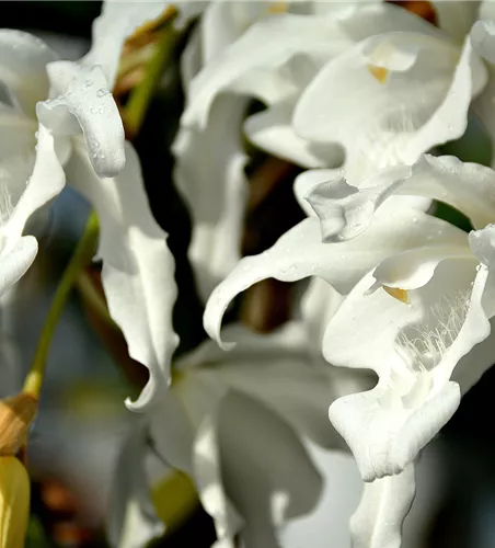 Coelogyne hololeuca (cristata var. hololeuca)
