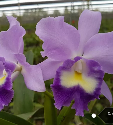 Cattleya Fitz Eugene Dixon 'TS'