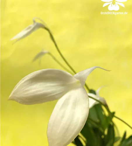 Masdevallia coccinea f. alba