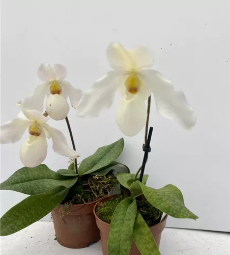 Paphiopedilum Deperle 