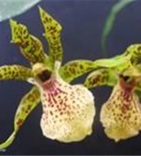 Miloara Gobleg Golden Star