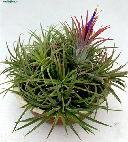 Tillandsia ionantha
