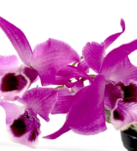Dendrobium parishii