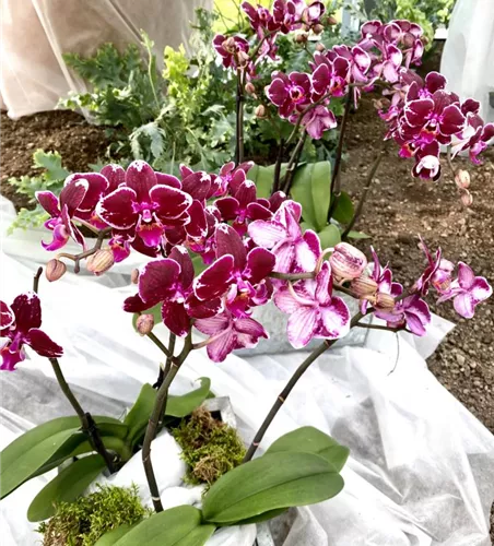 Phalaenopsis Broken Heart