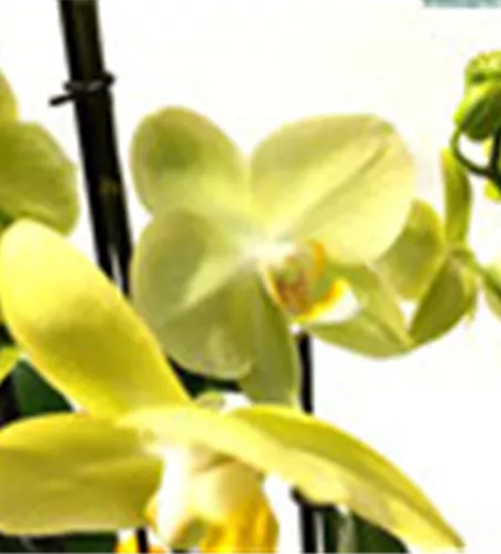 Phalaenopsis Hybride Überraschungsorchidee gelb und ähnliche