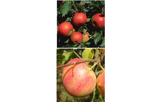Apfel DUO 'Idared/Geheimrat Oldenburg'