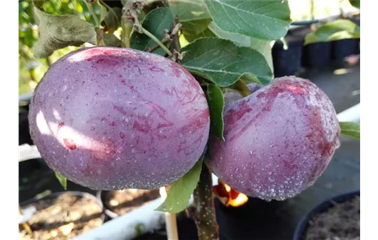 Apfel 'Blauer Kölner'