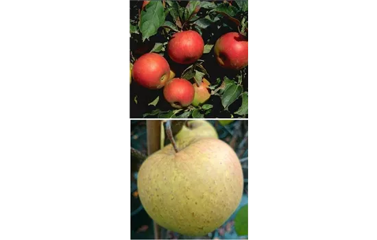 Apfel DUO 'Idared/Gehrers Rambur'