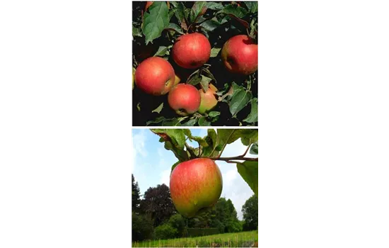 Apfel DUO 'Idared/Juwel von Kirchwerder'