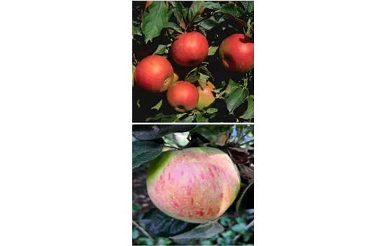 Apfel DUO 'Idared/Osnabrücker Renette'