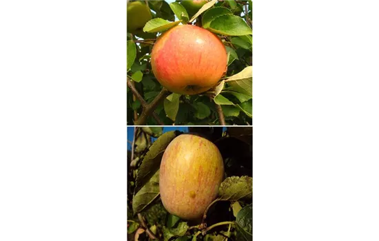 Apfel DUO 'James Grieve/Berner Rosenapfel'
