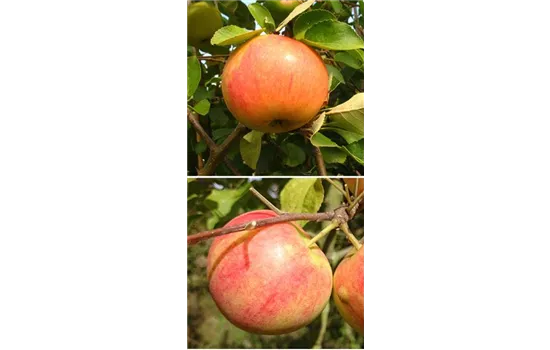 Apfel DUO 'James Grieve/Geheimrat Oldenburg'