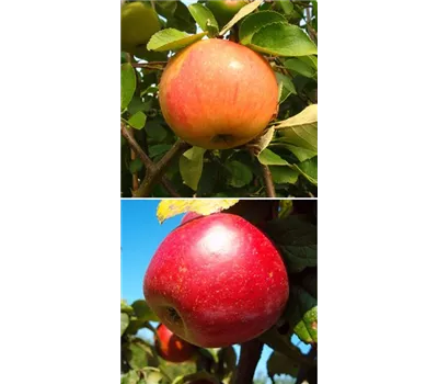 Apfel DUO 'James Grieve/Schöner aus Nordhausen'