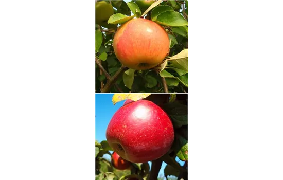 Apfel DUO 'James Grieve/Schöner aus Nordhausen'