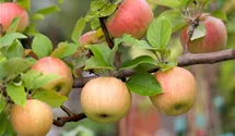 Malus domestica 'Goldparmäne'