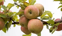 Malus domestica 'Goldparmäne'