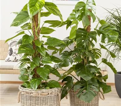 Monstera deliciosa, Stamm