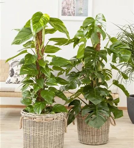 Monstera deliciosa, Stamm