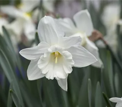 Edelnarzisse 'Mount Hood' - 5 Blumenzwiebeln